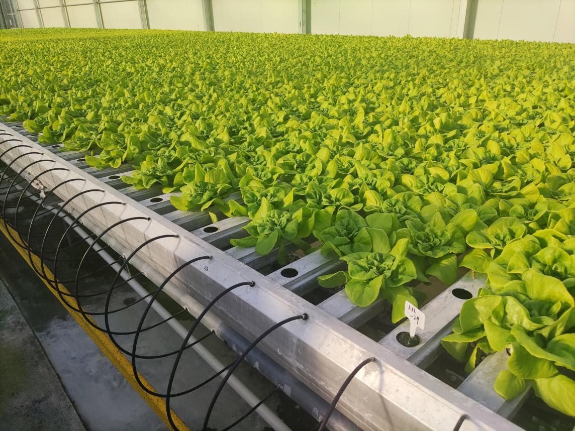 “拼多多杯”第三届科技小院大赛正式启动 产学研共建乡村振兴技能交流平台