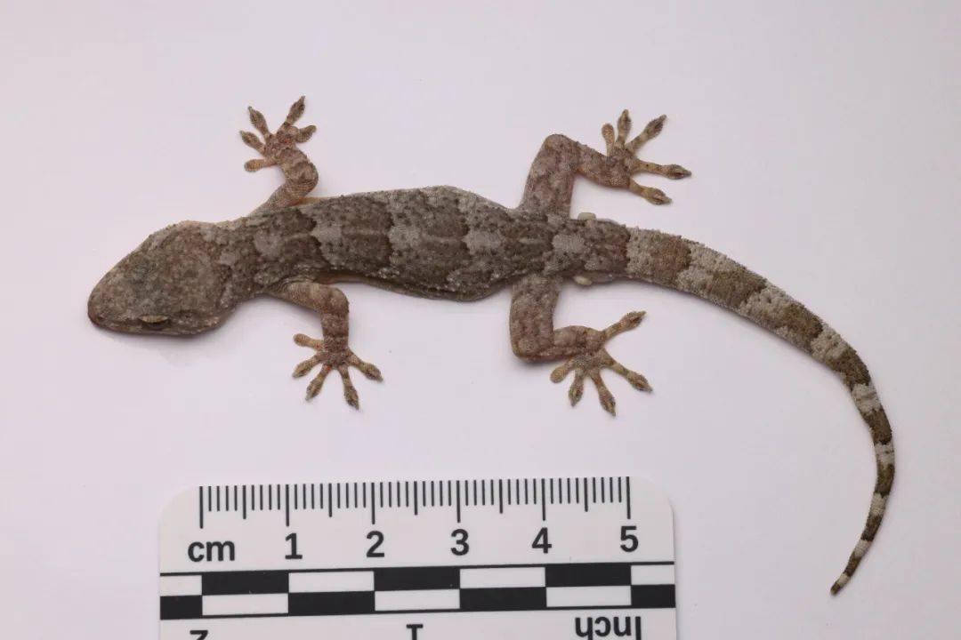 时隔百余年 海南发现壁虎属新物种