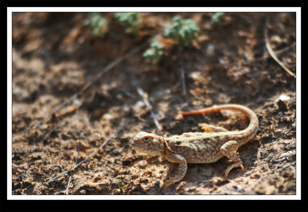 时隔百余年 海南发现壁虎属新物种