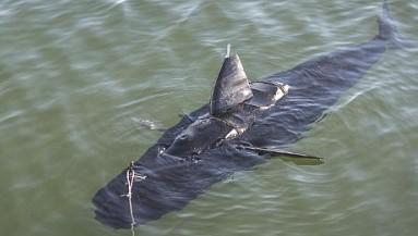 仿生技术让水下机器人像鱼一样灵活游动