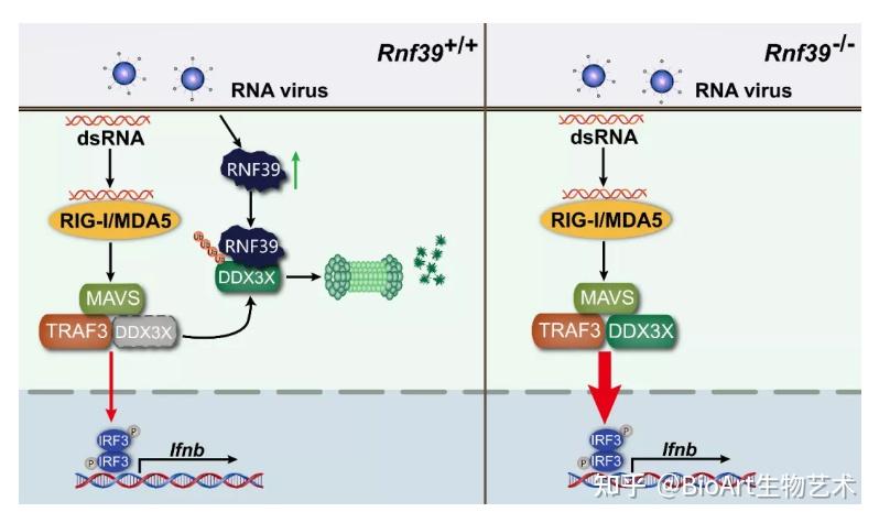 类器官研究揭示蝙蝠抗病毒免疫机制