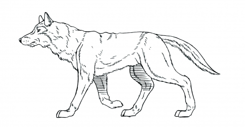 AI辅助去核提升犬科动物克隆效率