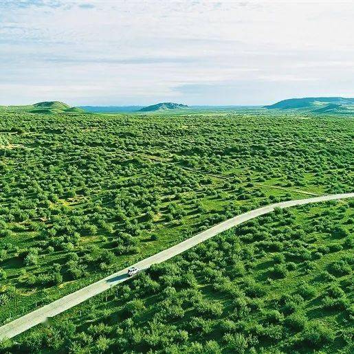 左右沙发十年公益治沙行动：以绿色理念筑牢生态屏障