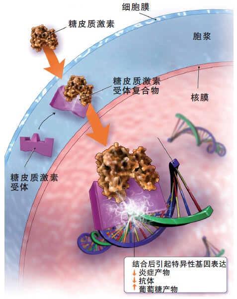 康弘药业获得发明专利授权：“甾体类化合物、用途及其制备方法”