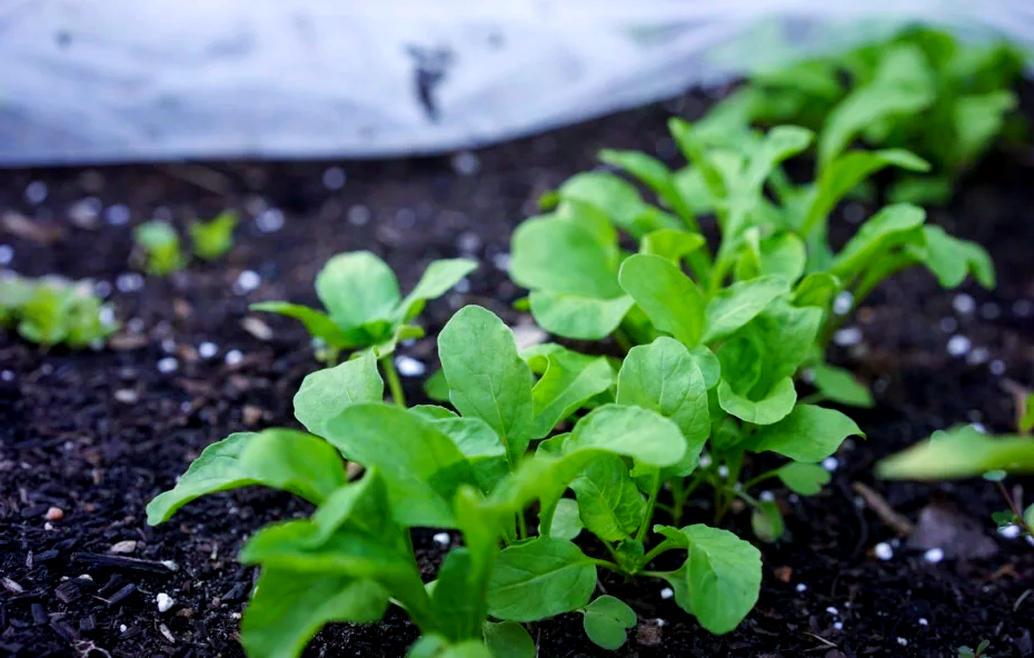 新研究：十字花科蔬菜成分有助于抗癌治疗