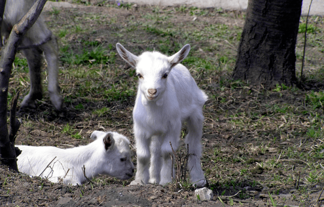 乌拉圭2025年截至11月羊产业出口额同比增长3.3%