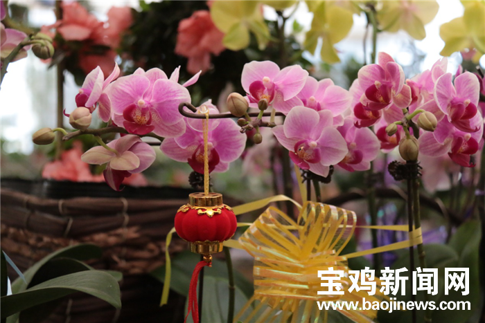 春节服务市场提前升温 58到家数据显示宠物寄养、深度保洁猛增四成