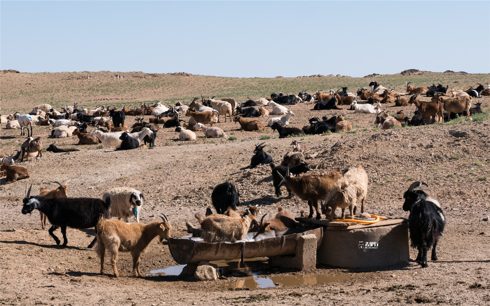 蒙古全国牲畜存栏总量达5810万头