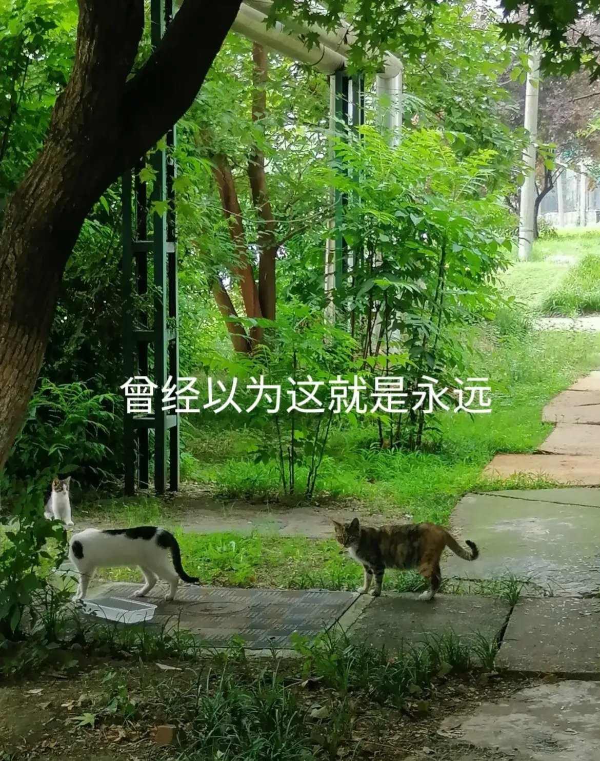 预见2026：宠物赛道，还是那颗最亮的星吗？