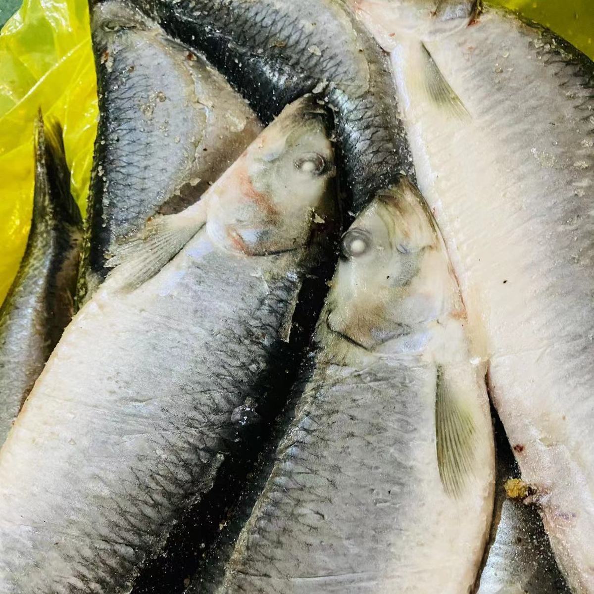 摩洛哥宣布暂停冷冻沙丁鱼出口