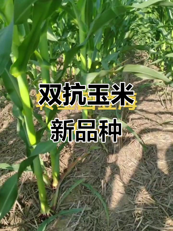 登海种业：转基因玉米转化体LD05获安全证书