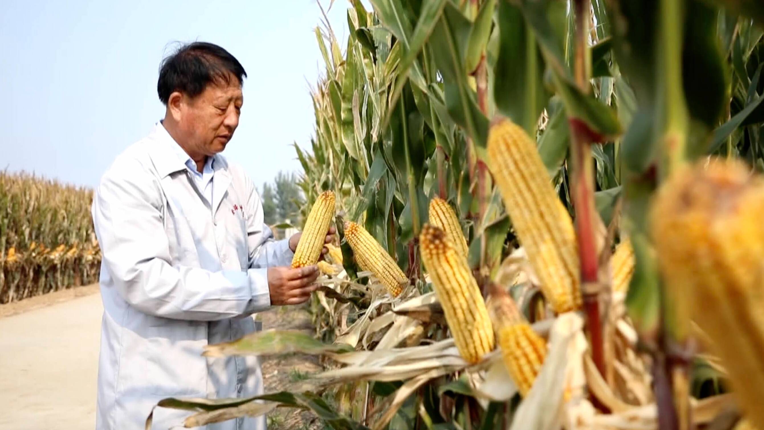 登海种业：转基因玉米转化体LD05获安全证书