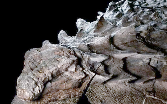 5亿年前的生物大灭绝有什么秘密？新化石群给出线索