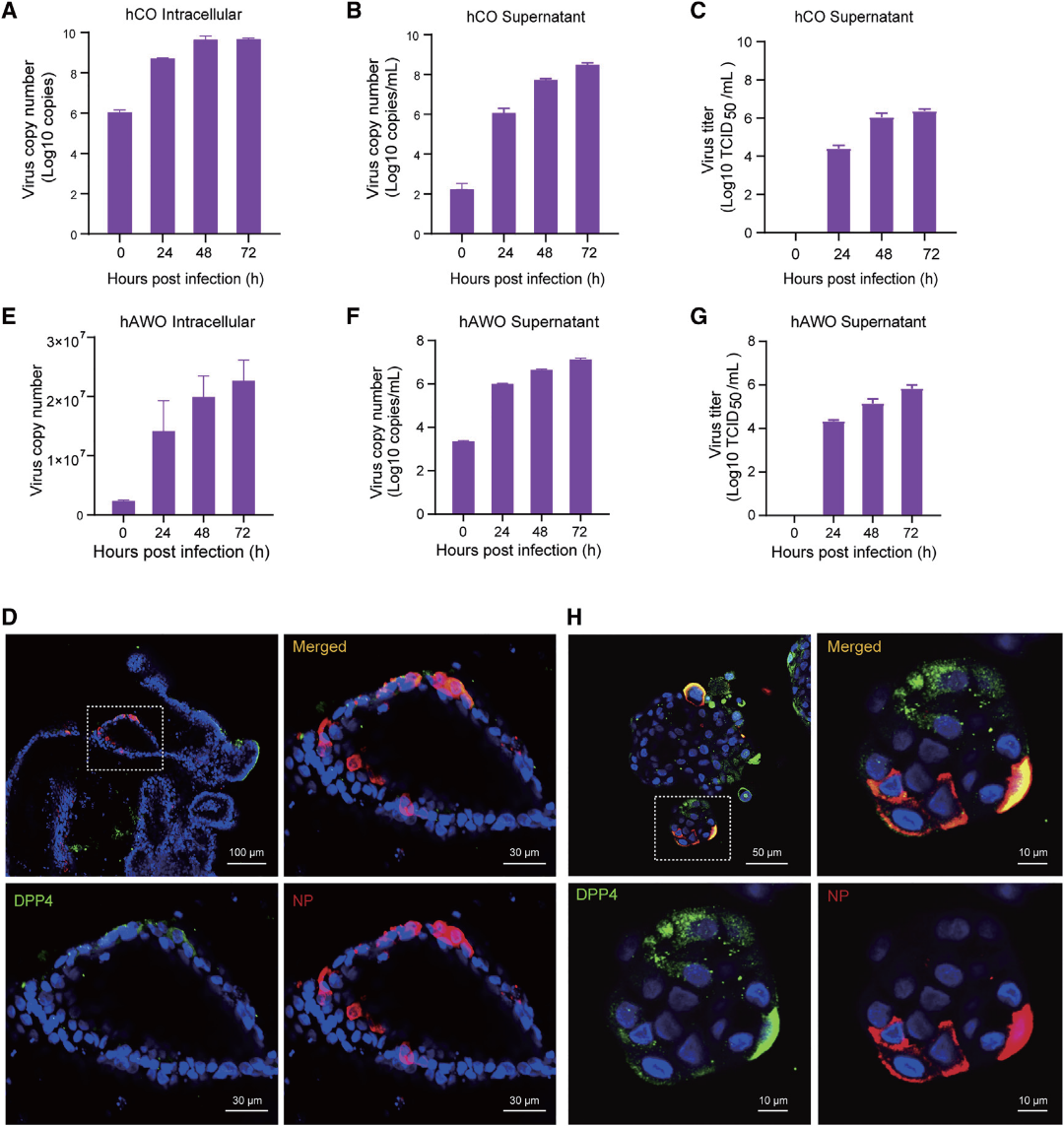 锦波生物公布国际专利申请：“可抑制类MERS冠状病毒感染的多肽及其应用”
