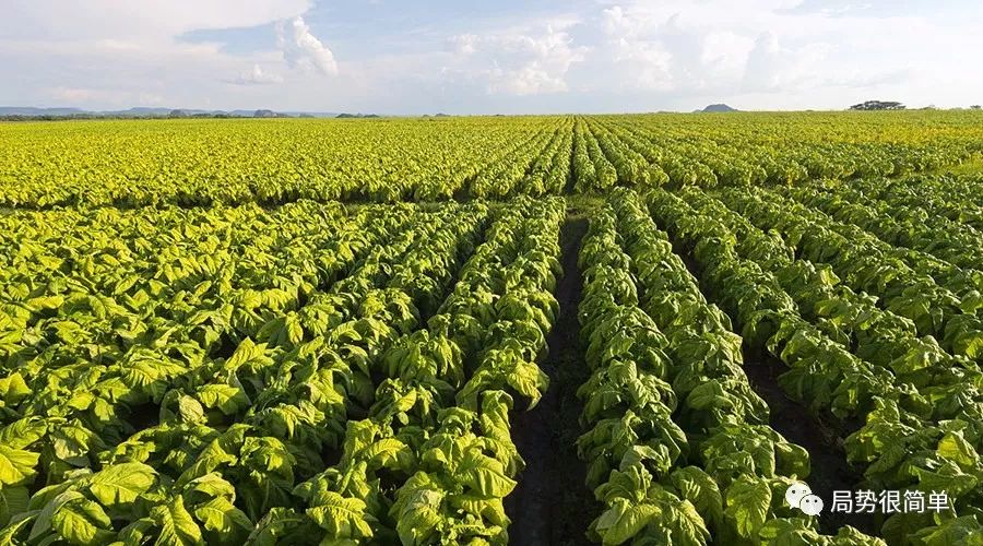 津巴布韦烟草一月出口同比增长两倍