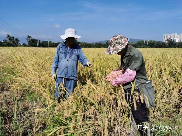 当种子“芯片”遇上“数字大脑”，AI育种提升国人餐桌幸福滋味