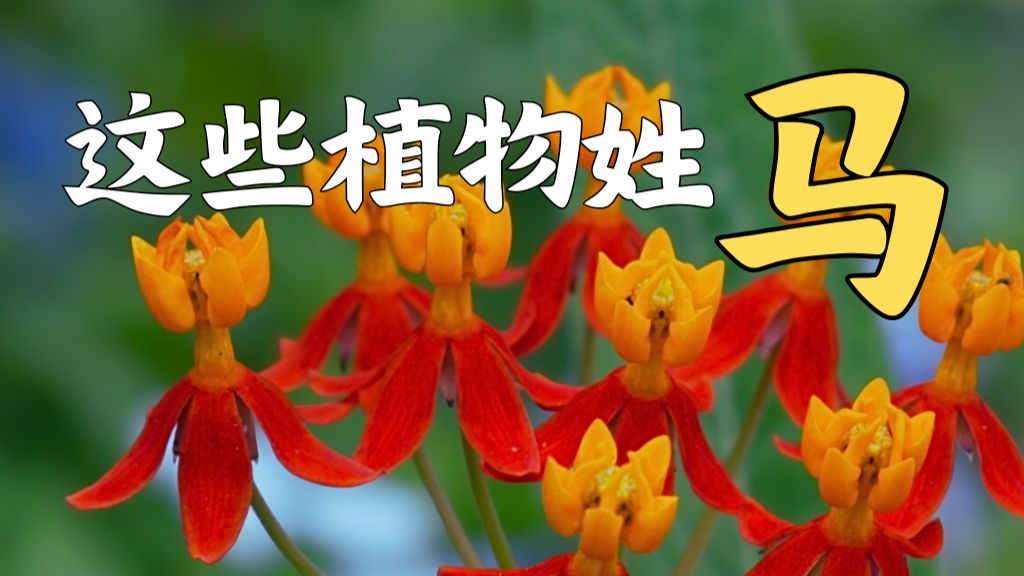 马年话马丨马尾松、马铃薯、马齿苋……盘点植物世界里的“马氏家族”