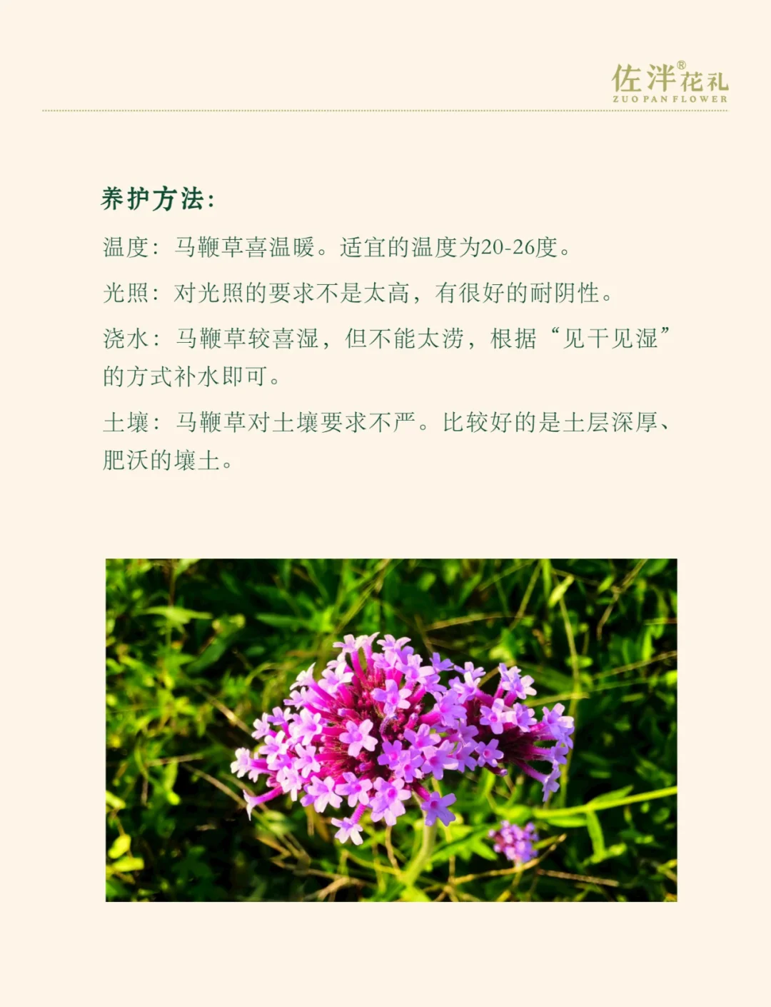 马年话马丨马尾松、马铃薯、马齿苋……盘点植物世界里的“马氏家族”