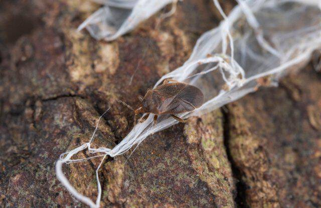 西藏发现罕见昆虫新物种