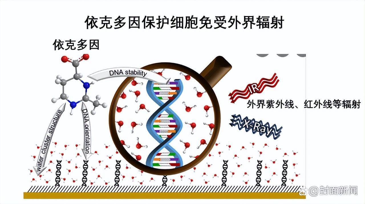华熙生物获得发明专利授权：“依克多因或其衍生物在预防和/或改善由香烟烟雾引起的牙龈损伤的用途及实现该用途的方法”