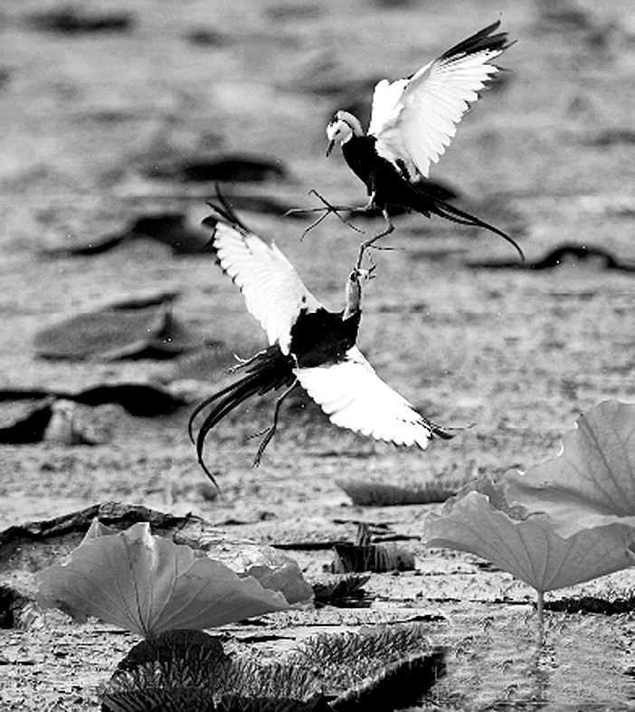 立方风控鸟·晚报(4月8日)