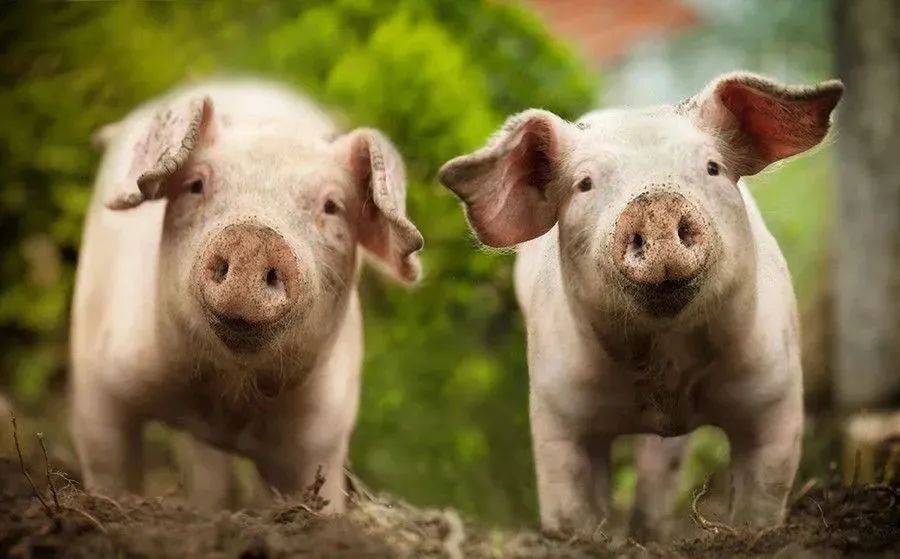 克明食品(002661.SZ)：兴疆牧歌3月生猪销售收入6620.92万元