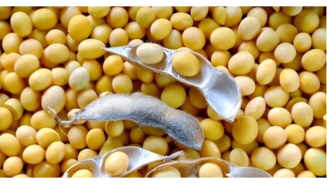 阿根廷本地大豆价格大幅下跌