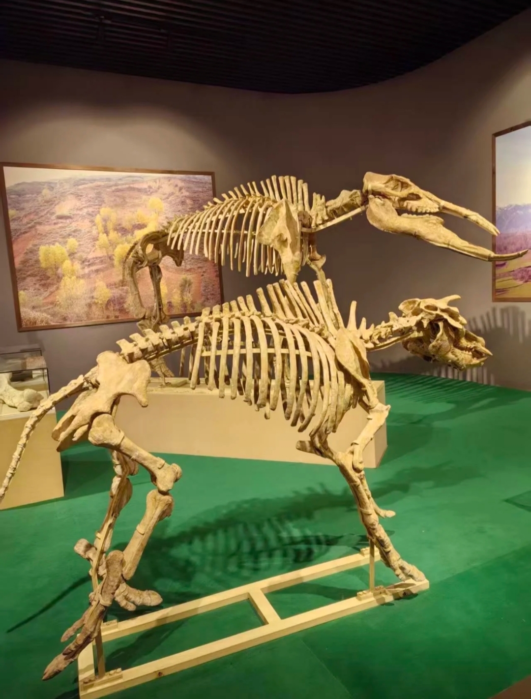 远古发现丨我国科学家发现约5.35亿年前环节动物实体化石