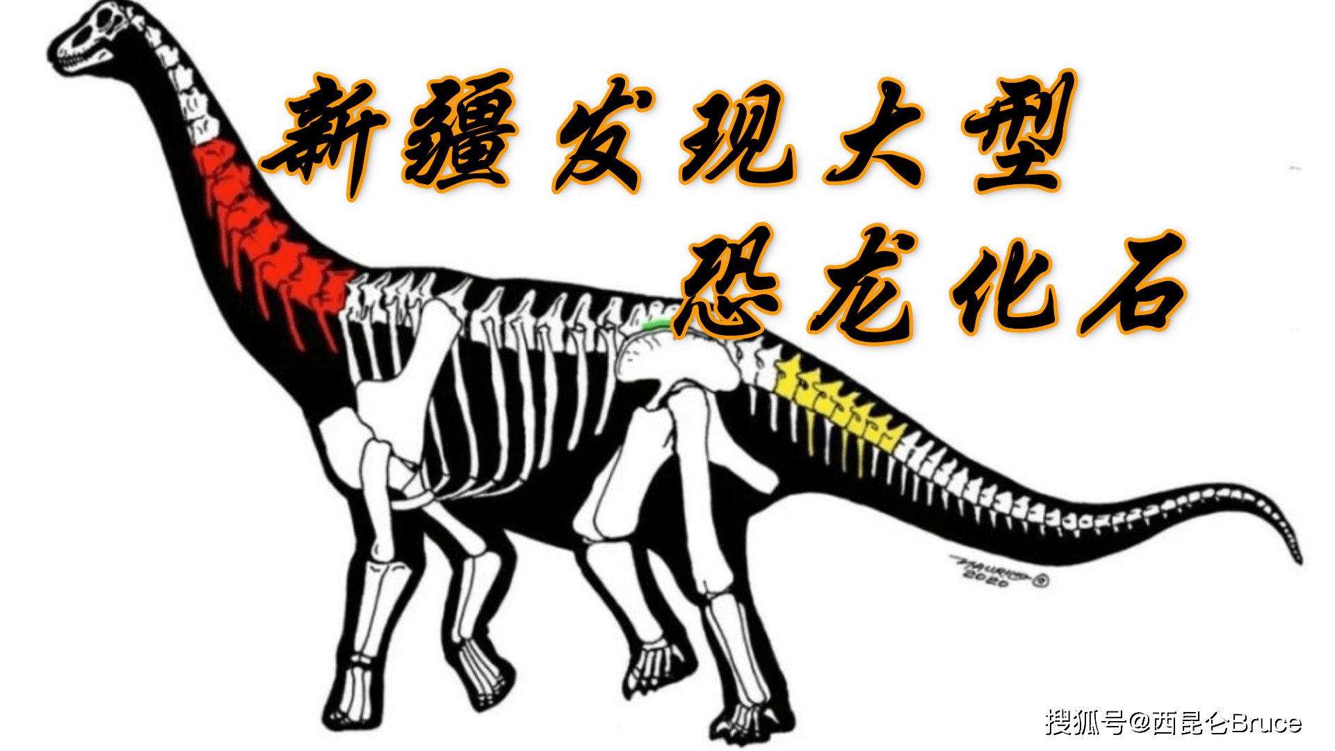 科研团队揭示脊椎动物“再二倍化”演化机制