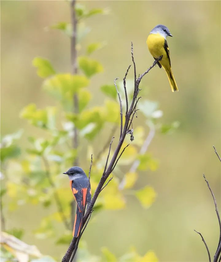 立方风控鸟·晚报（4月28日）